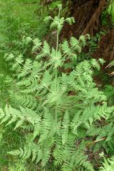 Histiopteris incisa. Developing frond with 3-pinnate lamina, glaucous when young.
 Image: L.R. Perrie © Te Papa 2011 CC BY-NC 3.0 NZ